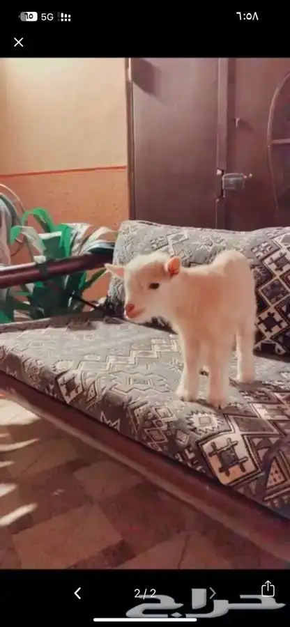 الماعز القزم متوفر تمارا 1