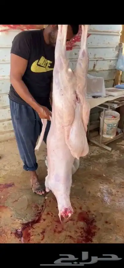 ذبيحتك تاصلك لباب بيتك شغل ذمه وأمانه 1