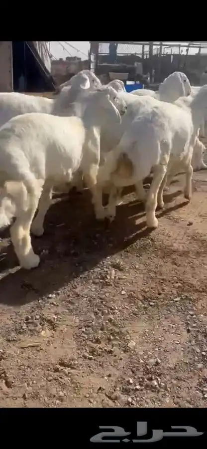 ذبيحتك تاصلك لباب بيتك شغل ذمه وأمانه 2