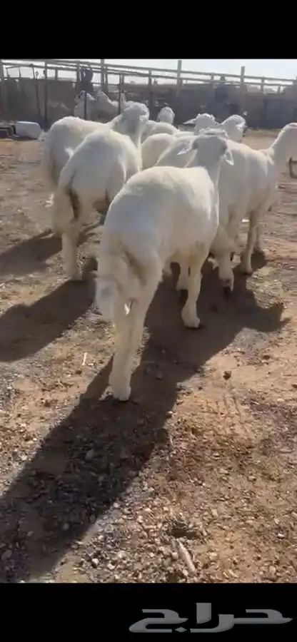 ذبيحتك تاصلك لباب بيتك شغل ذمه وأمانه 3