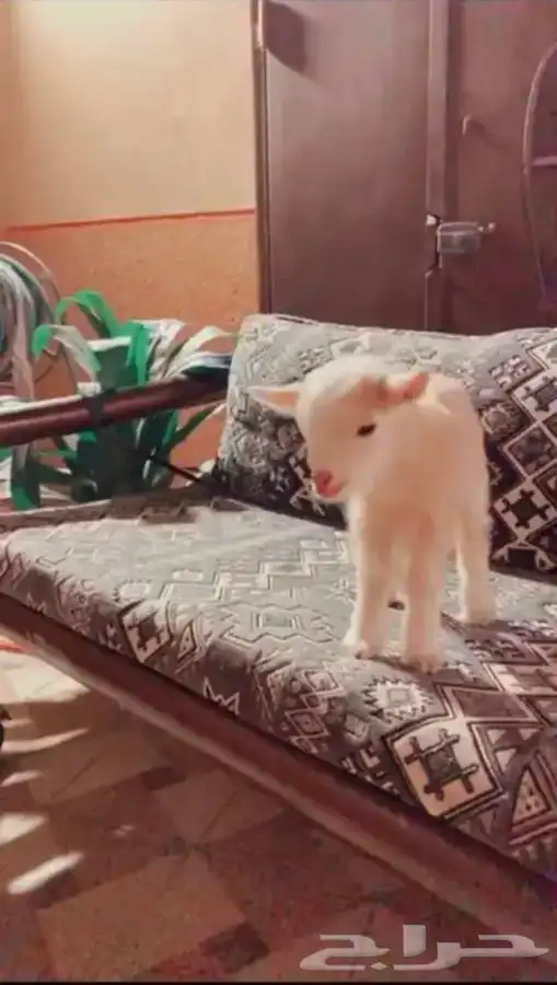 الماعز القزم متوفر تمارا 0