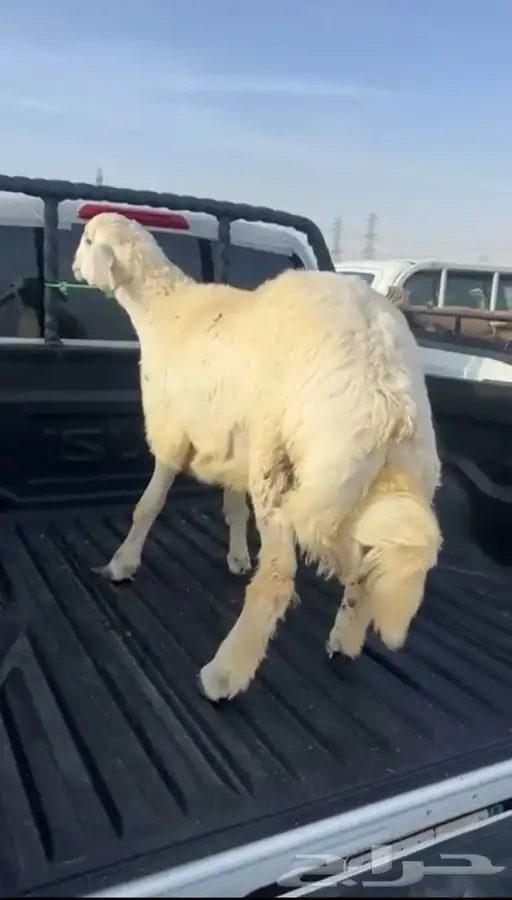 ذبيحتك تاصلك لباب بيتك شغل ذمه وأمانه 8