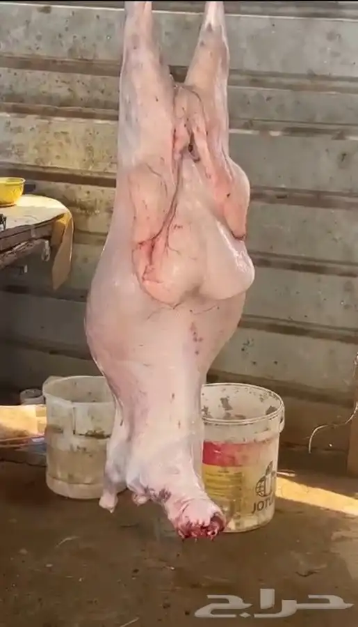 ذبيحتك تاصلك لباب بيتك شغل ذمه وأمانه 0