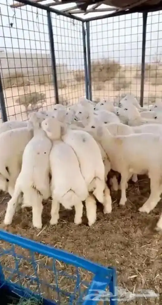ذبايحه 9