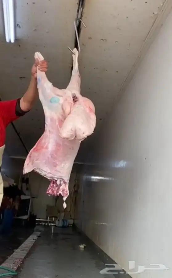 ذبيحتك تاصلك لباب بيتك شغل ذمه وأمانه 7