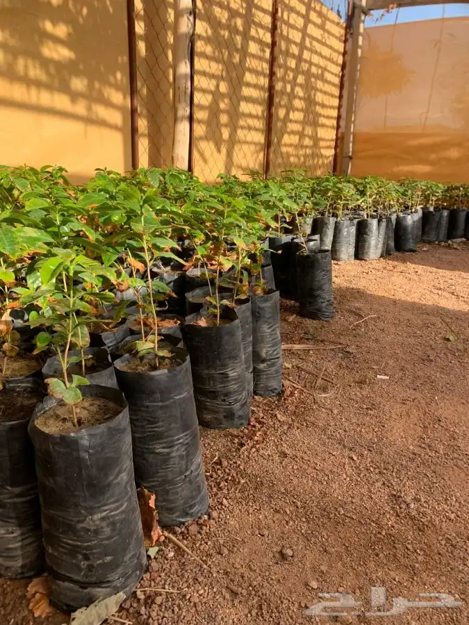 شتلات قهوه خولاني السعر من 15 0