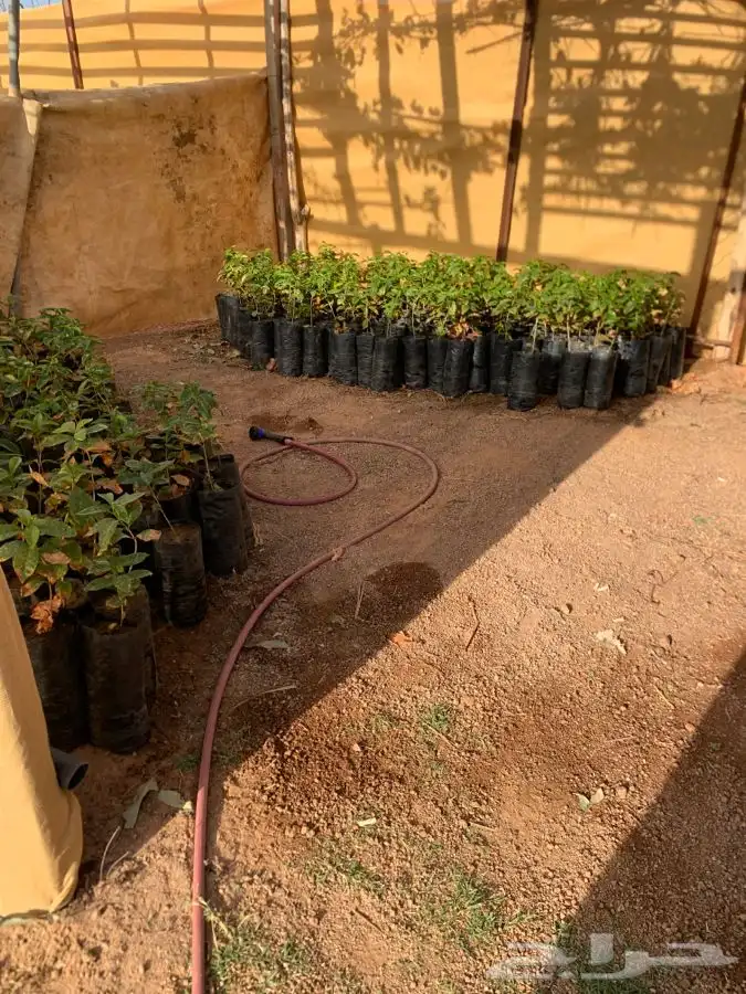 شتلات قهوه خولاني السعر من 15 2