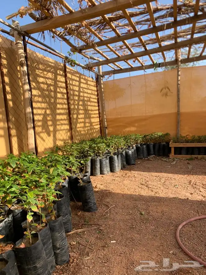 شتلات قهوه خولاني السعر من 15 1