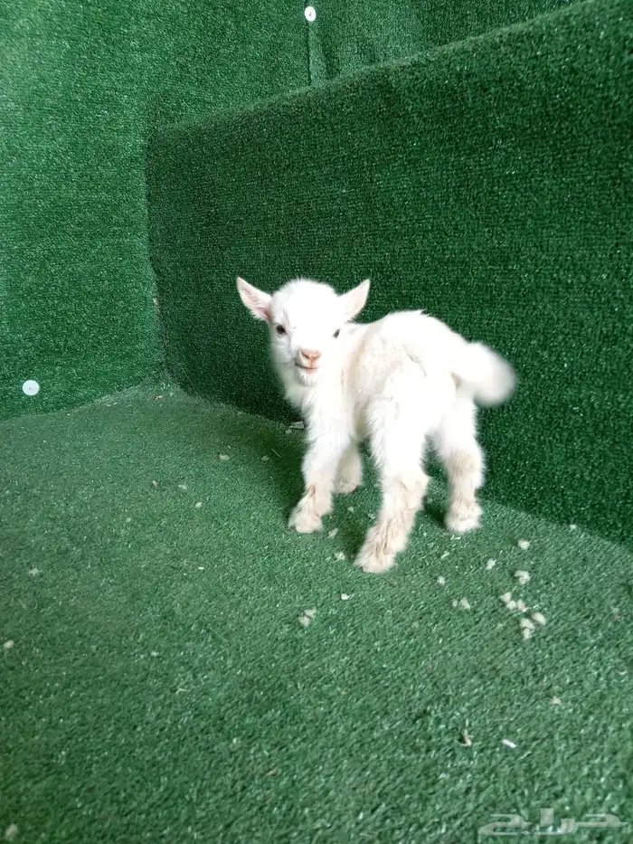 ماعز قزم قزم الليف جدا الماعز القزم الصغير صديق الطفل 2