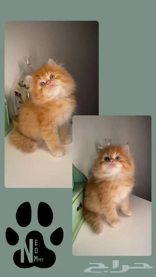 كيتن سكوتش فولد هملايا شيرازي بيكي فيس قطه بسه انثى ذكر قطو 2