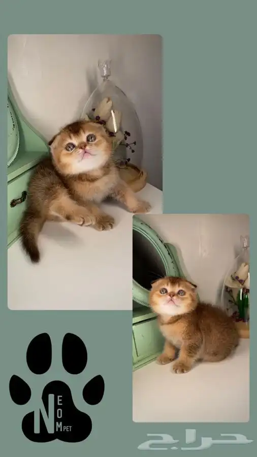 كيتن سكوتش فولد هملايا شيرازي بيكي فيس قطه بسه انثى ذكر قطو 4
