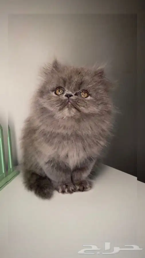 كيتن سكوتش فولد هملايا شيرازي بيكي فيس قطه بسه انثى ذكر قطو 0