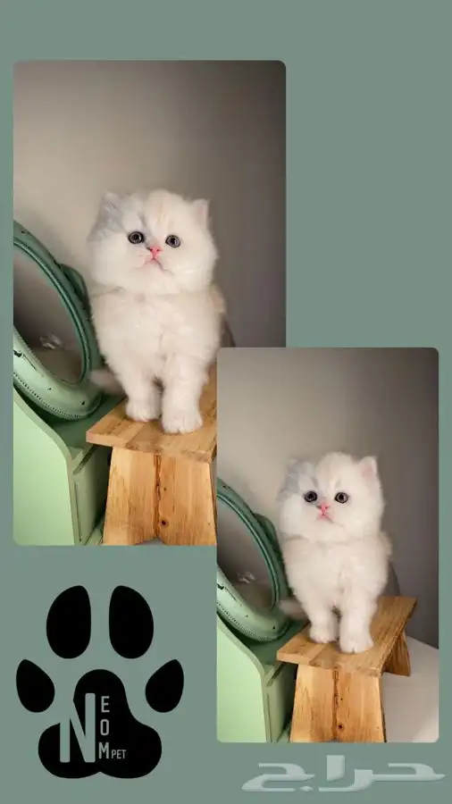 كيتن سكوتش فولد هملايا شيرازي بيكي فيس قطه بسه انثى ذكر قطو 6