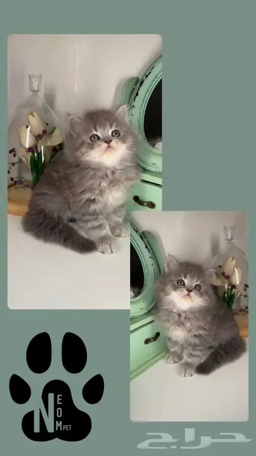 كيتن سكوتش فولد هملايا شيرازي بيكي فيس قطه بسه انثى ذكر قطو 7