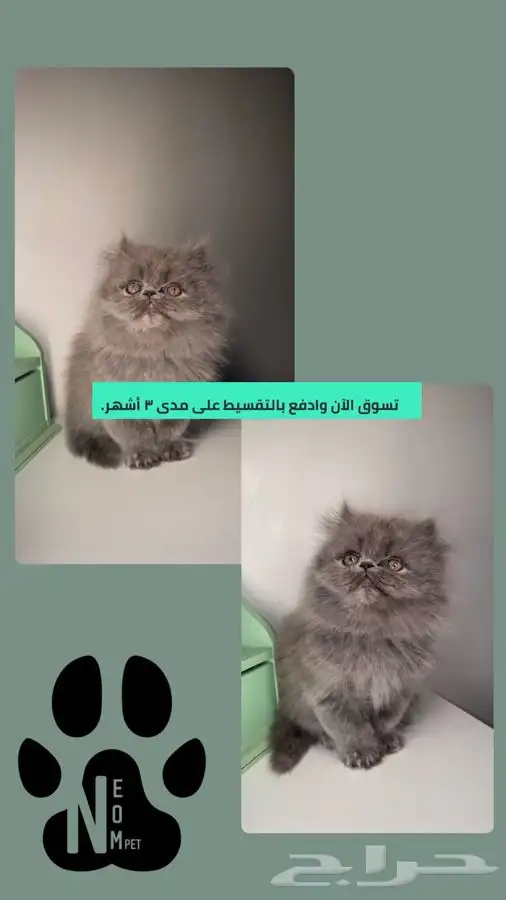 كيتن سكوتش فولد هملايا شيرازي بيكي فيس قطه بسه انثى ذكر قطو 1