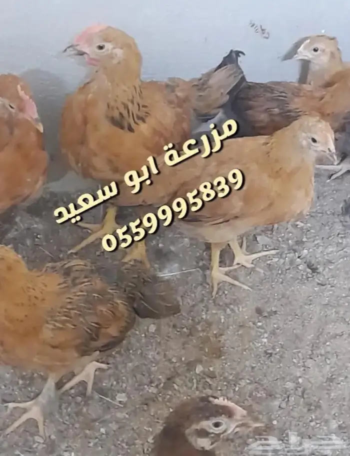 صوص فرنسي للبيع 0