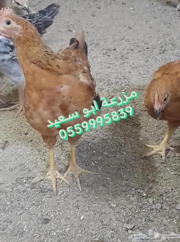 صوص فرنسي للبيع 1