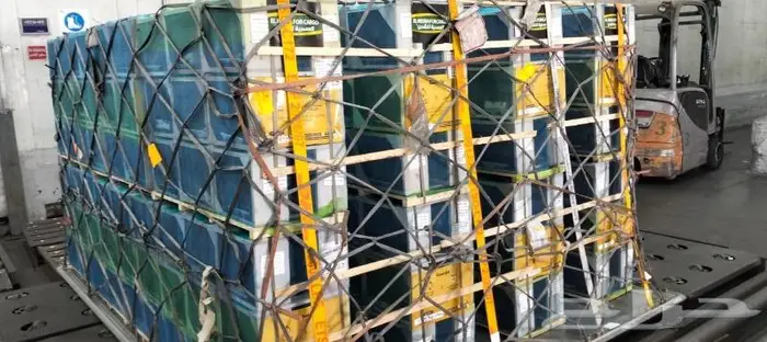 نحل مرزوم مصري 2