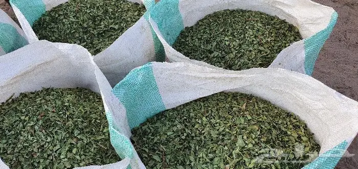 حناء المدينة عضوي من مزرعتي انا شخصيا 2