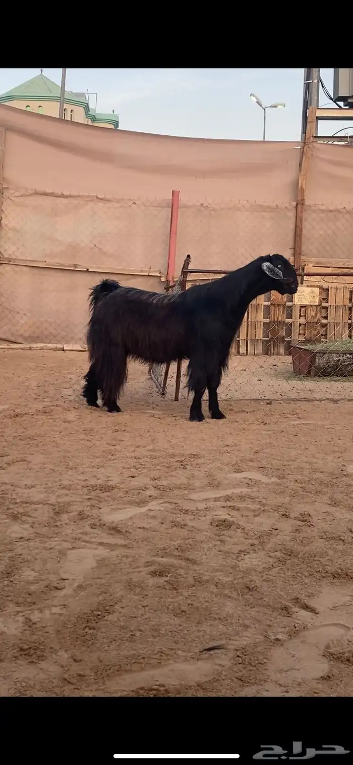 فحل سديس مشروط ( تم البيع) 0
