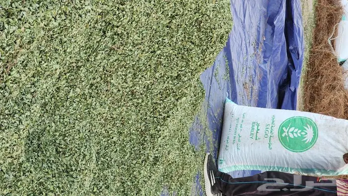 حناء المدينة عضوي من مزرعتي انا شخصيا 4