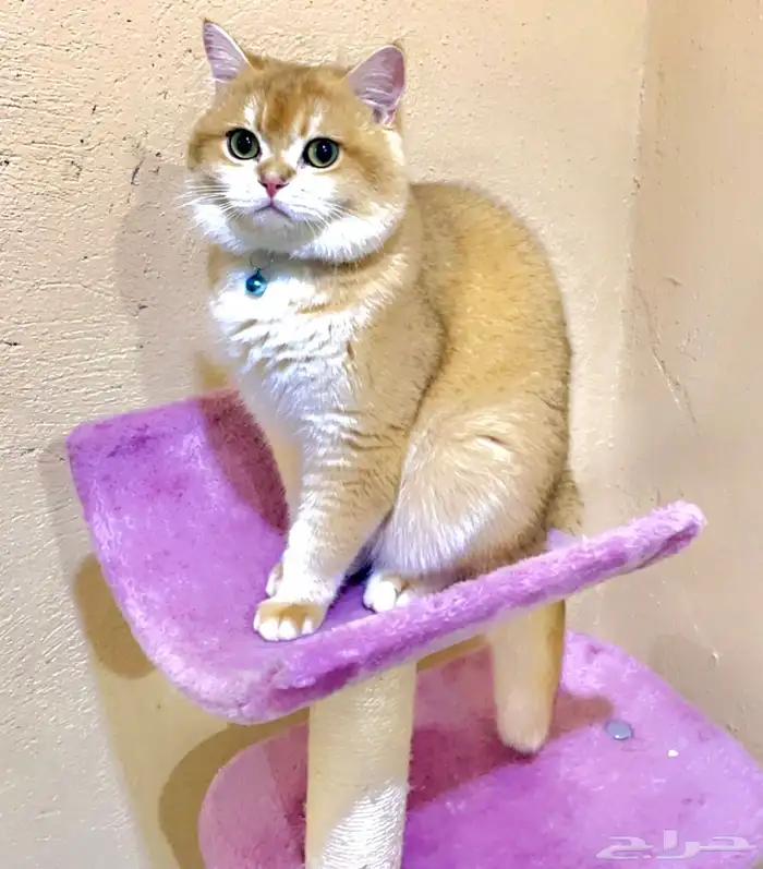 برتش قولد NY12 للتزاوج و للبيع _ الخرج 0