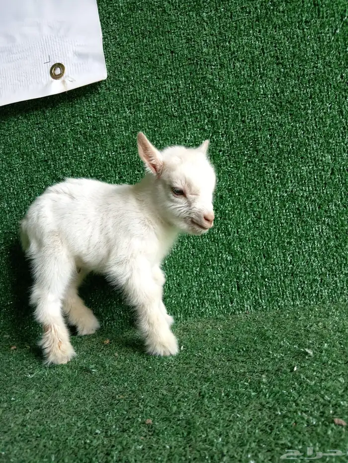 ماعز قزم للبيوت الماعز القزم صديق الاطفال 1