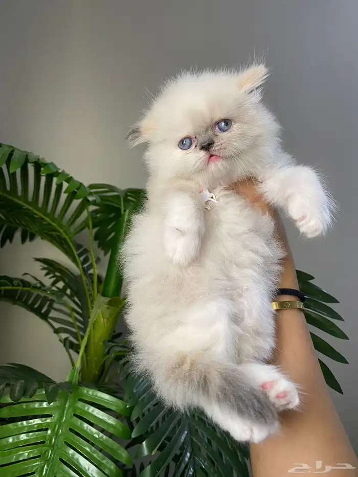 قطط كيتن للبيع 0