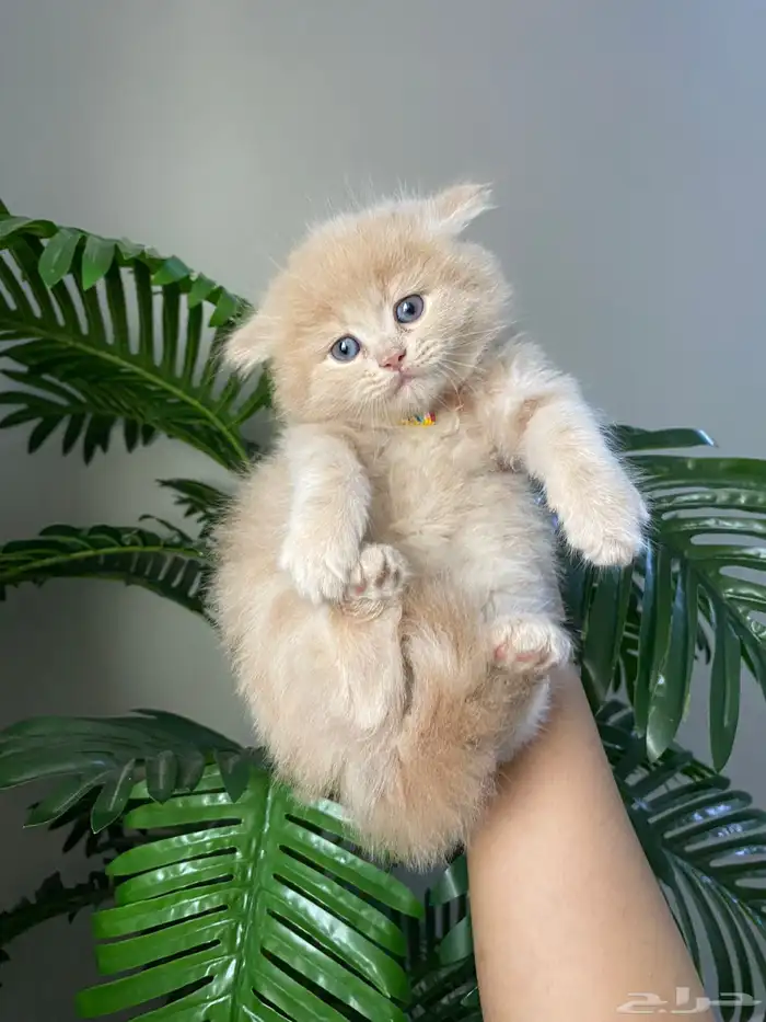 قطط كيتن للبيع 1