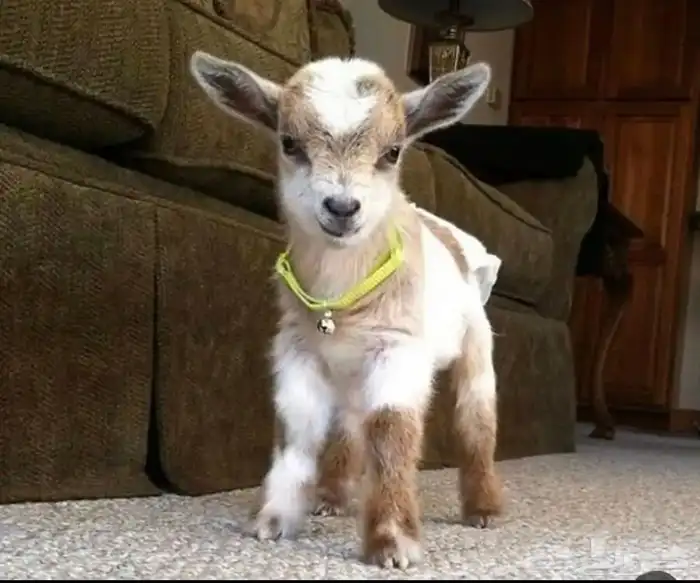 ماعز قزم للبيوت الماعز القزم صديق الاطفال 34
