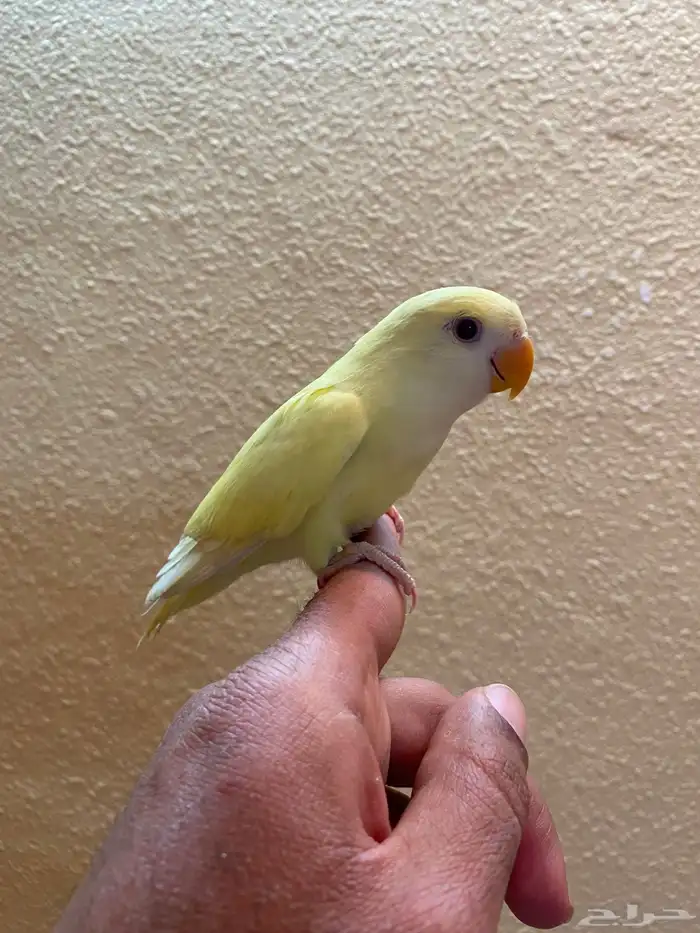 ببغاء الروز اليفه 2