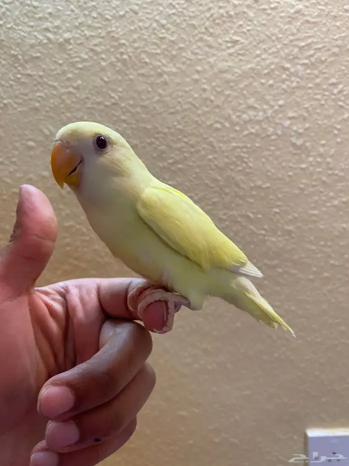 ببغاء الروز اليفه 4