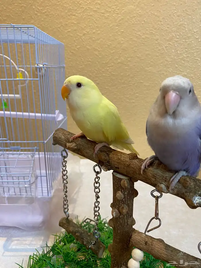 ببغاء الروز اليفه 1