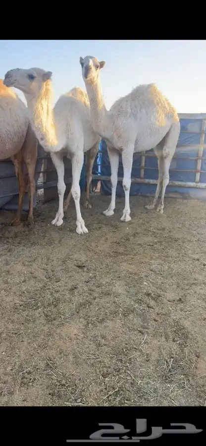 حاشي بالربع والثمن ياصلك لباب بيتك مغلف جاهز 5