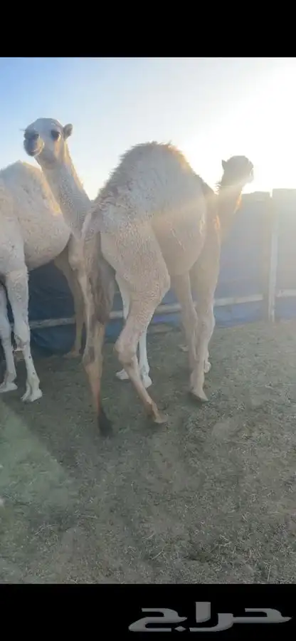 حاشي بالربع والثمن ياصلك لباب بيتك مغلف جاهز 4