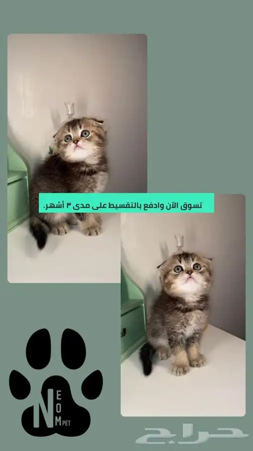4 سكوتش فولد كيتن قطط للبيع شيرازي هملايا انثى ذكر قطط صغيره 1