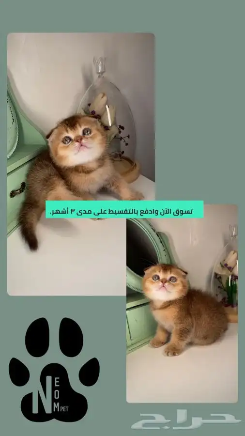 4 سكوتش فولد كيتن قطط للبيع شيرازي هملايا انثى ذكر قطط صغيره 5