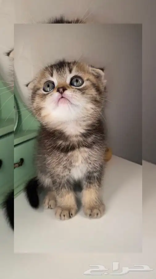 4 سكوتش فولد كيتن قطط للبيع شيرازي هملايا انثى ذكر قطط صغيره 0