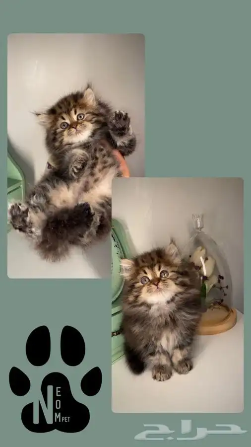 4 سكوتش فولد كيتن قطط للبيع شيرازي هملايا انثى ذكر قطط صغيره 3