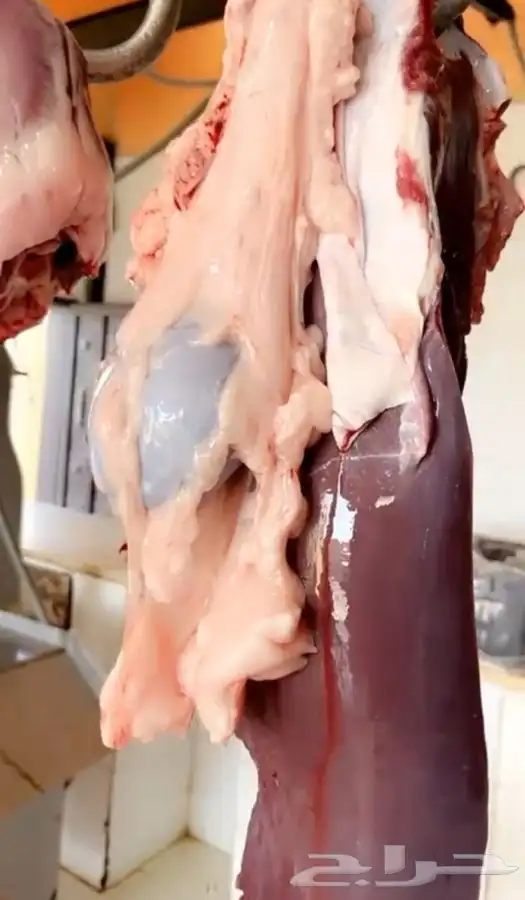 حاشي بالربع والثمن ياصلك لباب بيتك مغلف جاهز 1