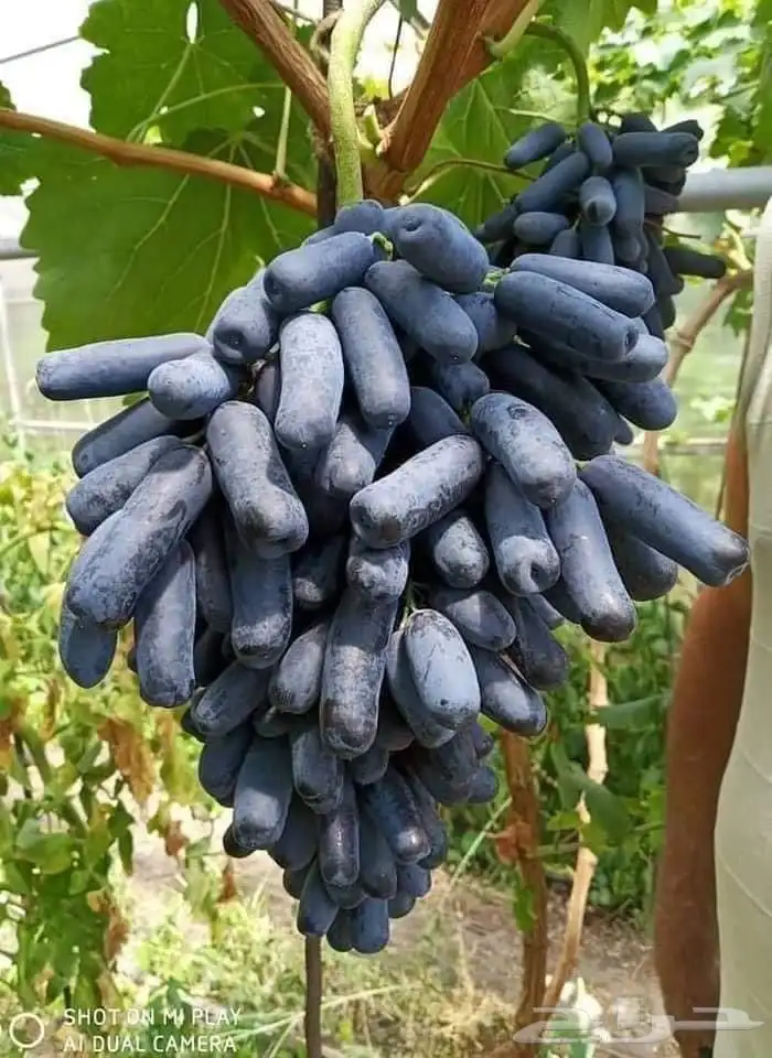 شتلات عنب الياقوت النادر 2