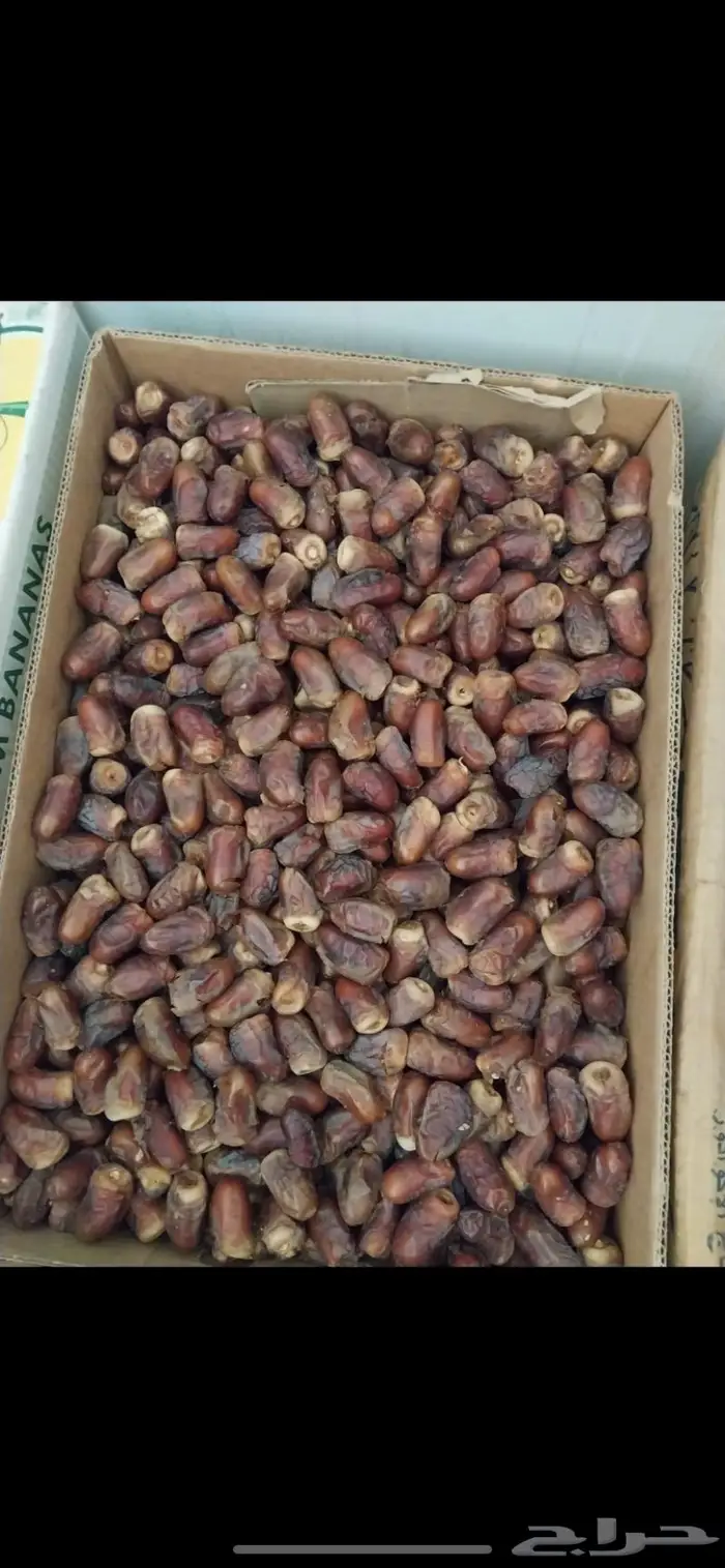 تمور فاخره البيع جمله 1