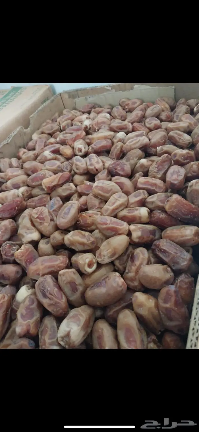 تمور فاخره البيع جمله 2