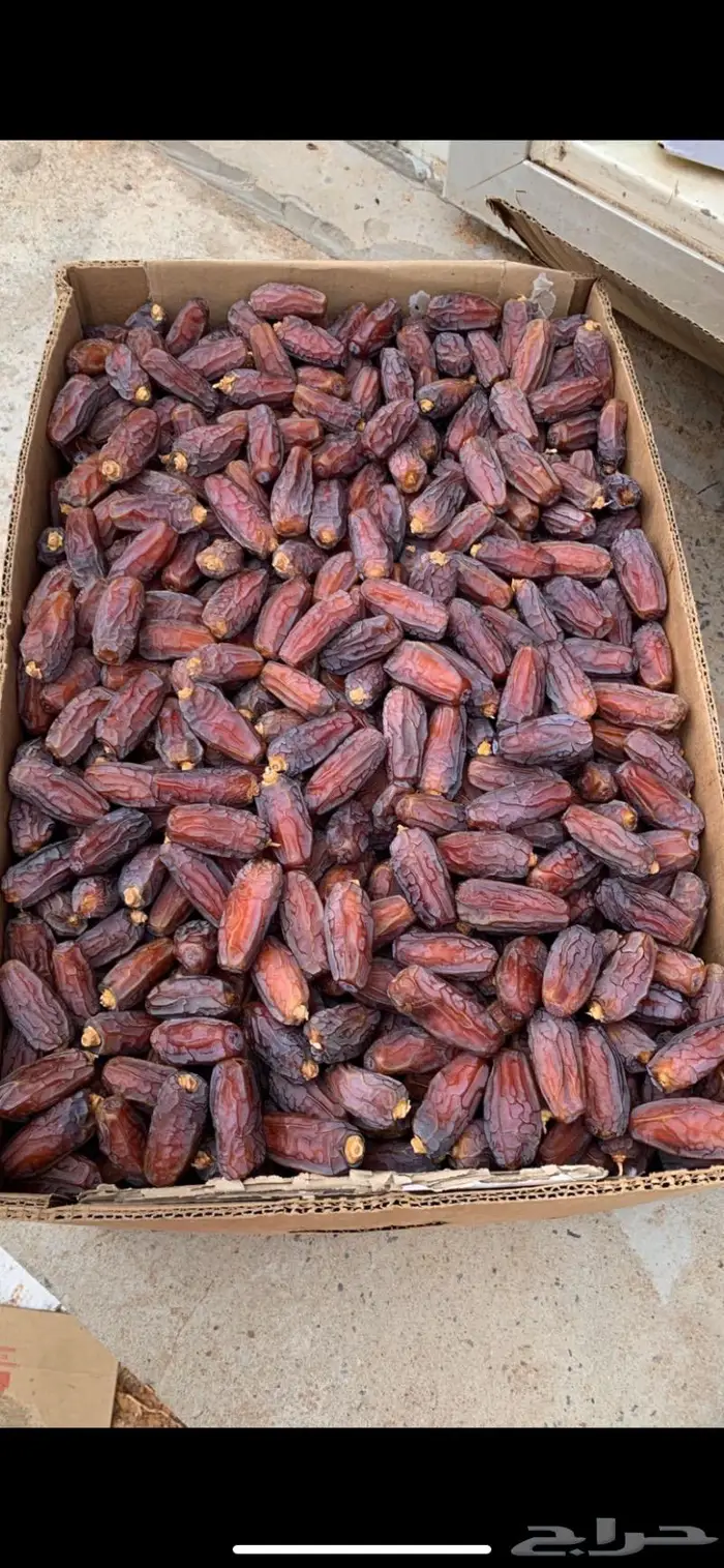 تمور فاخره البيع جمله 5