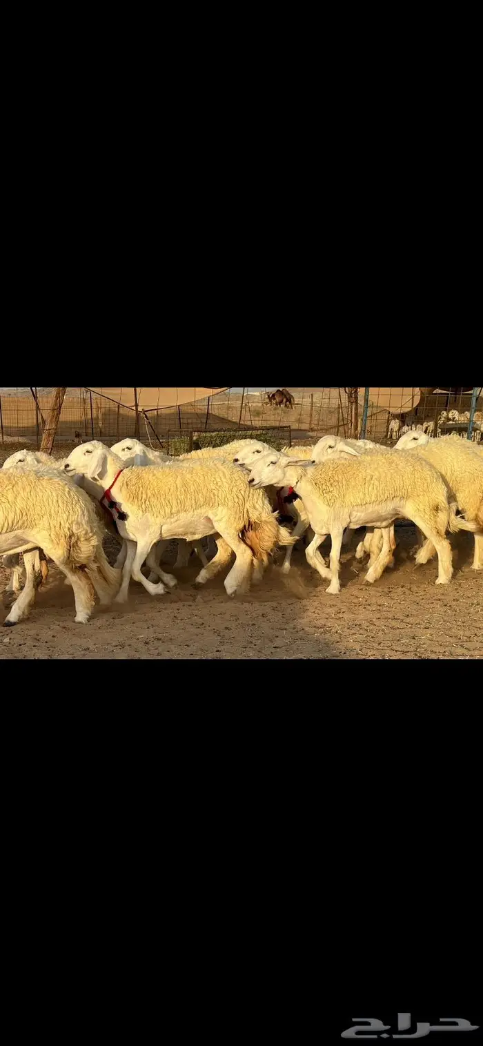 رخال حرية صنف ( تم البيع ) 2
