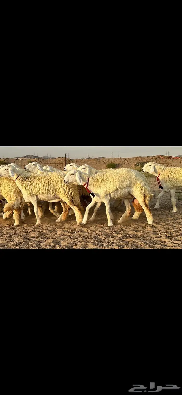 رخال حرية صنف ( تم البيع ) 3