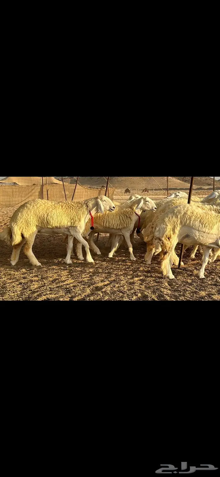 رخال حرية صنف ( تم البيع ) 4