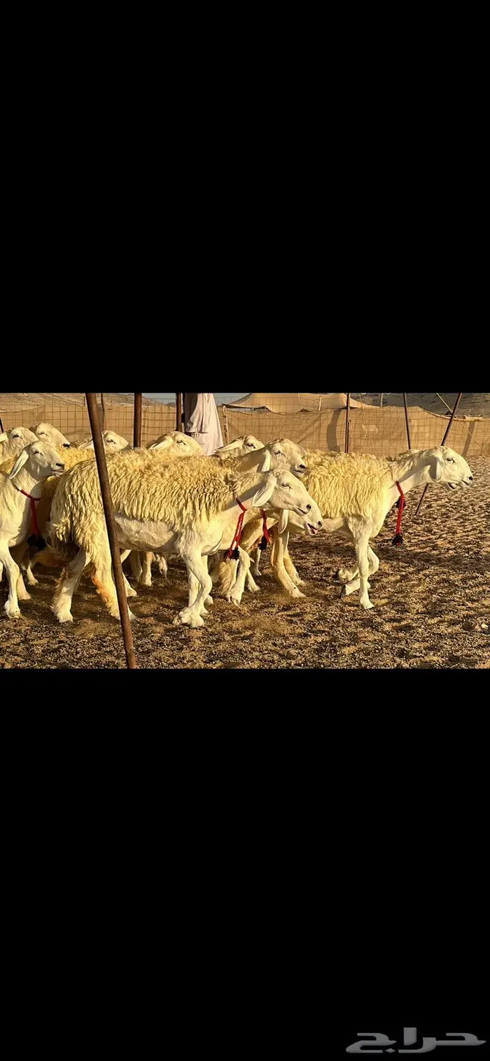 رخال حرية صنف ( تم البيع ) 6