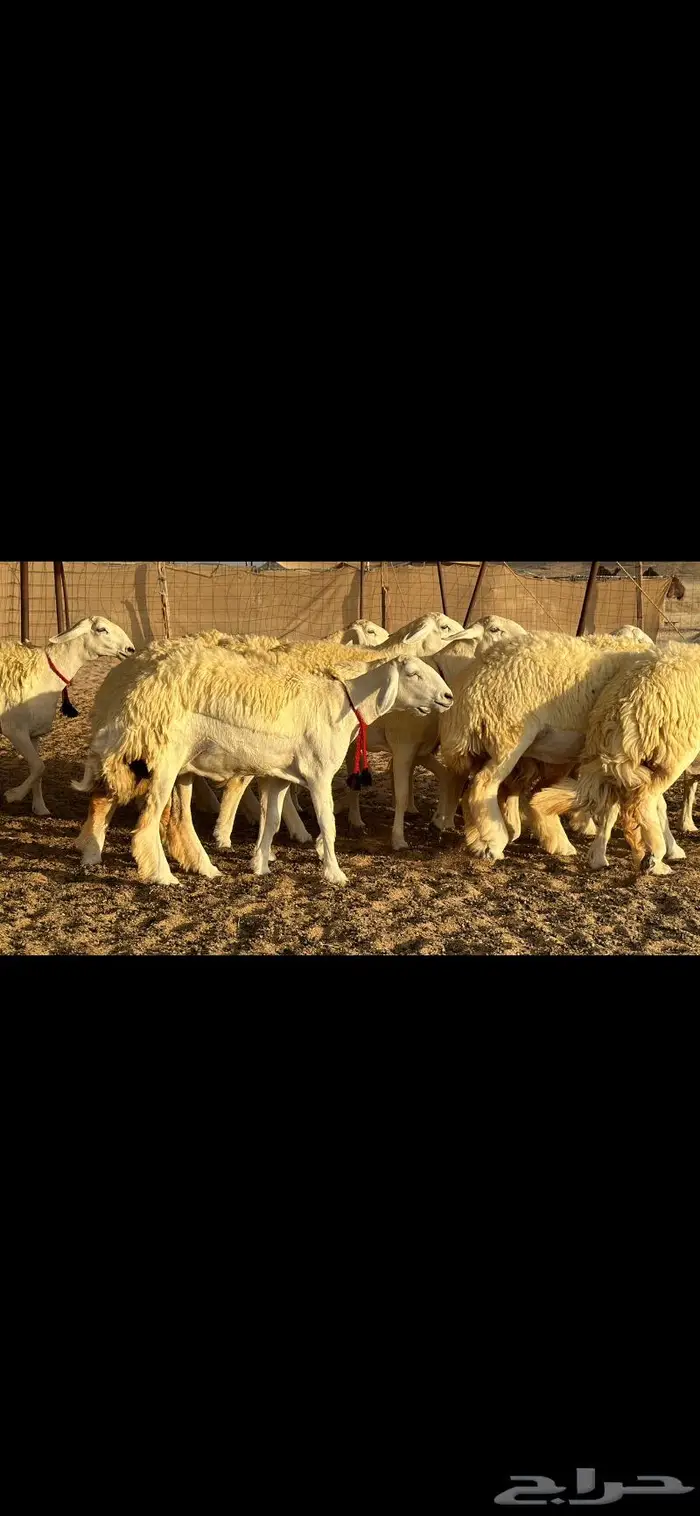 رخال حرية صنف ( تم البيع ) 5