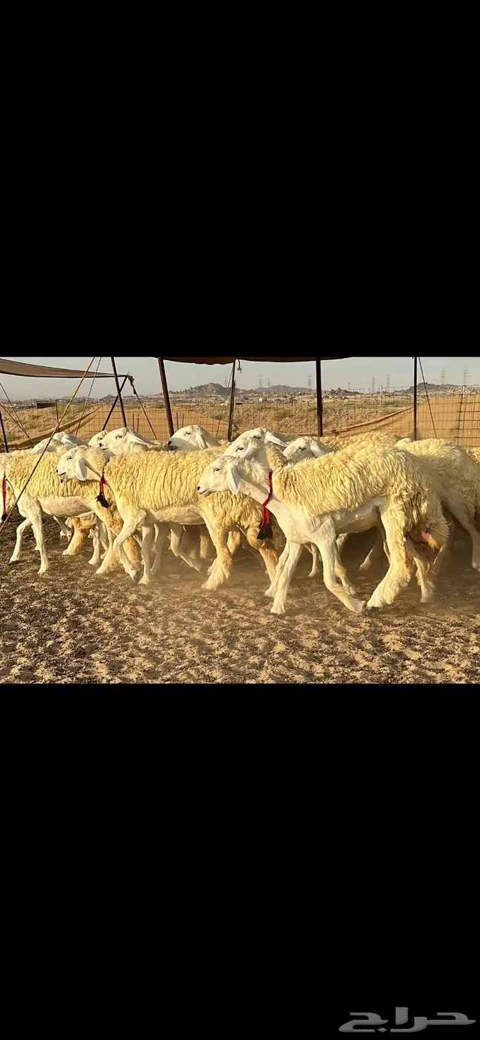 رخال حرية صنف ( تم البيع ) 11